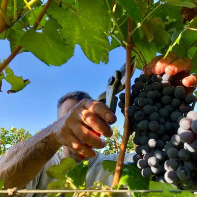 in vigna