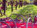 in vigna