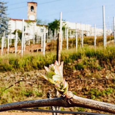 in vigna
