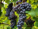 in vigna