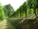 panorama vigna del putin