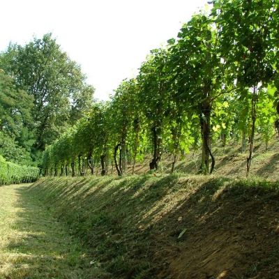panorama vigna del putin